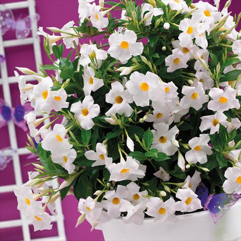 Foto fiore da  Vaso Dipladenia Grand White