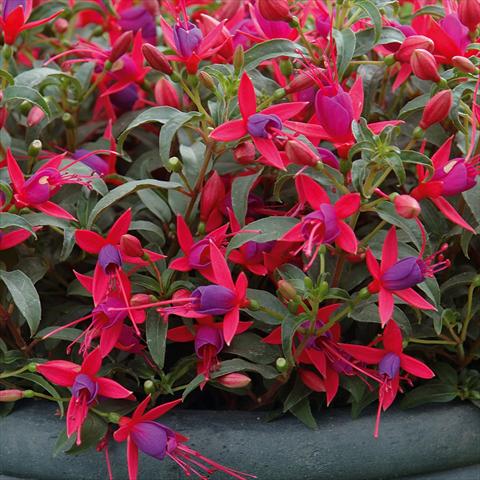 Foto fiore da  Basket o vaso Fuchsia hybrida Tinklebell Cherry-Blue