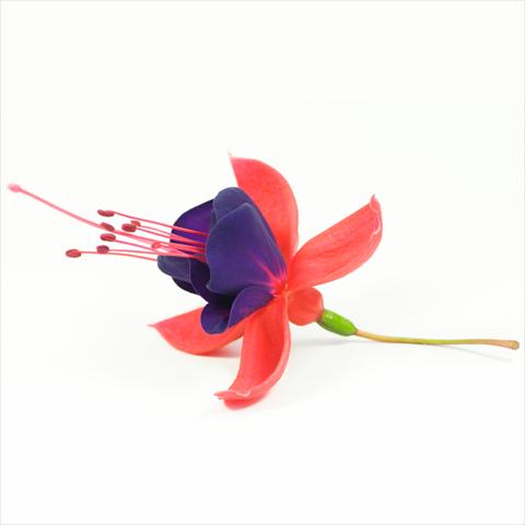 Foto fiore da  Basket o vaso Fuchsia hybrida Tinklebell Red-Blue