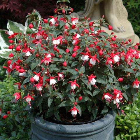 Foto fiore da  Basket o vaso Fuchsia hybrida Tinklebell Red-White