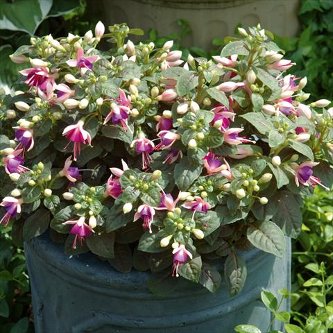 photo of flower to be used as: Basket / Pot Fuchsia hybrida Fuchsia Tinklebell White-Blue