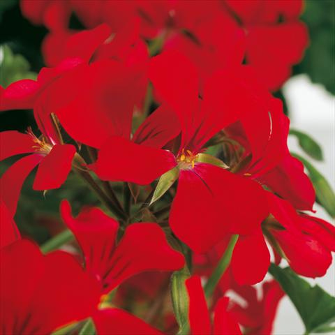 Foto fiore da  Vaso Pelargonium peltatum Prisma Red