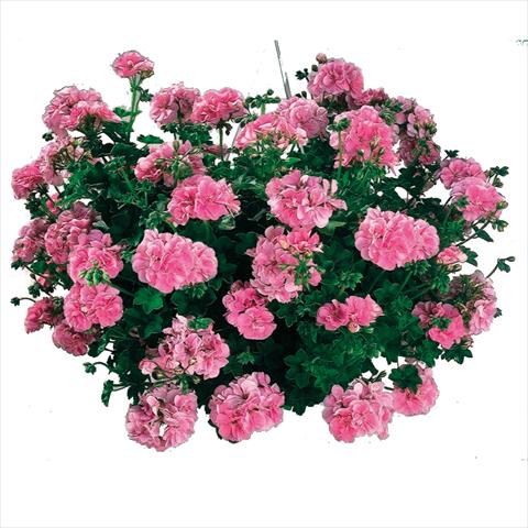 Foto fiore da  Basket o vaso Pelargonium peltatum Cottage Light Pink