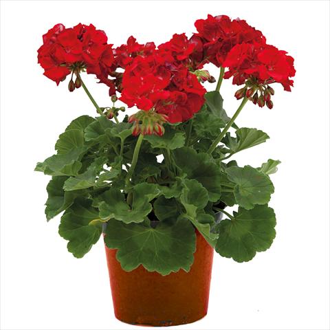 Foto fiore da  Vaso Pelargonium zonale Village Scarlet Red