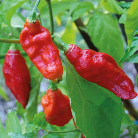 Foto fiore da  Vaso Capsicum annuum HortiSuper Peperoncini Piccanti Bhut Jolokia