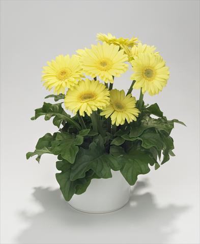 Foto fiore da  Basket o vaso Gerbera jamesonii Royal Mini Lime Yellow