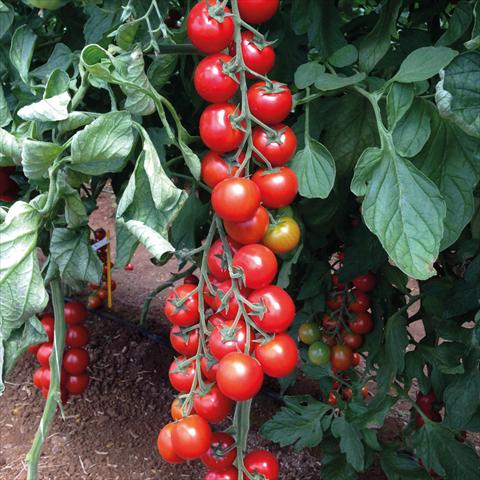 Foto fiore da  Vaso Solanum lycopersicum (pomodoro) HortiSuper Pomodoro Prezioso