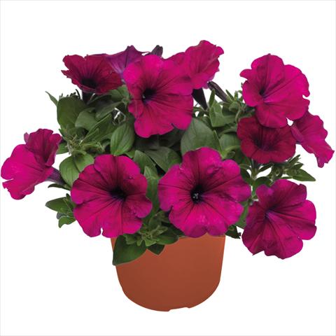 Foto fiore da  Basket o vaso Petunia hybrida Top-Tunia Purple