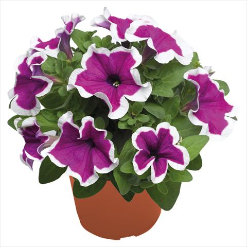 Foto fiore da  Basket o vaso Petunia hybrida Top-Tunia Purple Picotee