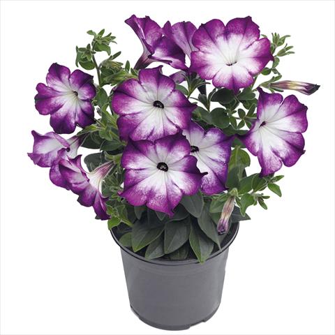 Foto fiore da  Basket o vaso Petunia hybrida Top-Tunia Style Blue Swing