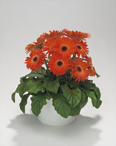 Foto fiore da  Basket o vaso Gerbera jamesonii Royal Mini Orange