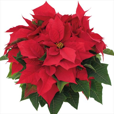 photo of flower to be used as: Pot Poinsettia - Euphorbia pulcherrima Advantage