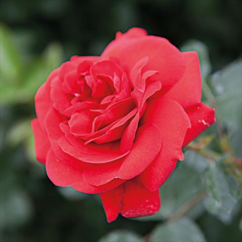 Foto fiore da  Vaso e aiola Rosa Tea Scarlet Bonica