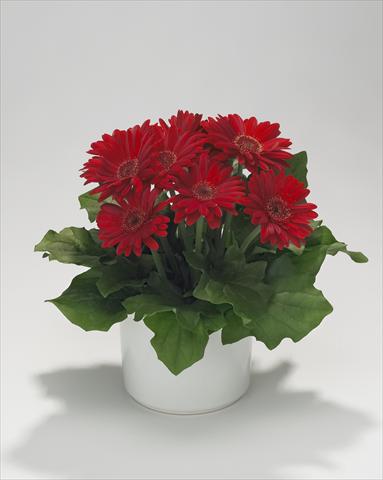 Foto fiore da  Basket o vaso Gerbera jamesonii Royal Mini Red