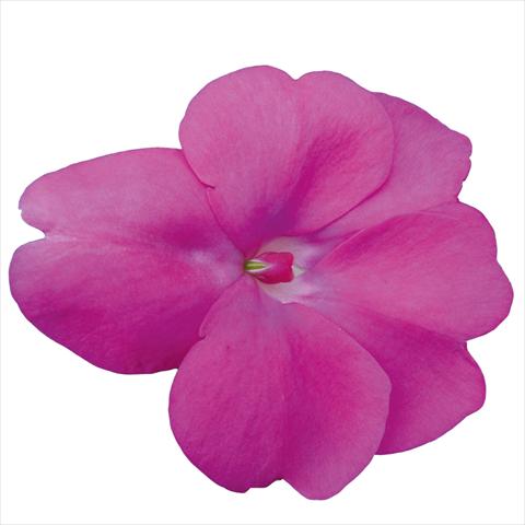 Foto fiore da  Basket vaso o aiuola Impatiens N. Guinea Sunpatiens Hot Lilac