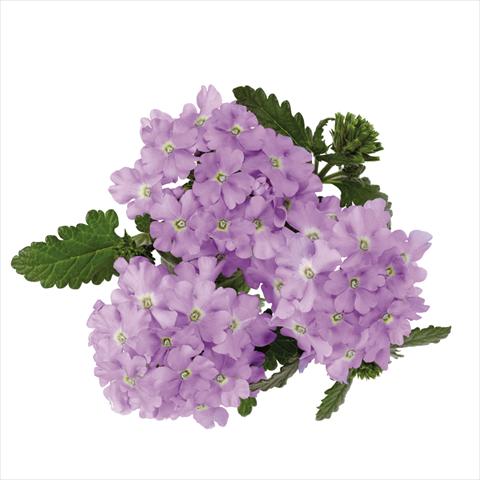 Foto fiore da  Vaso Verbena hybrida Majesty Lavender