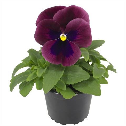 Foto fiore da  Basket vaso o aiuola Viola wittrockiana Viola Superba Xpress Carmine with Blotch