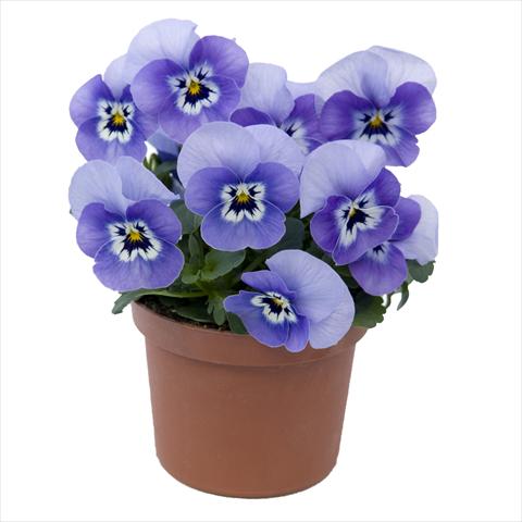 Foto fiore da  Vaso e aiola Viola wittrockiana Viola Superba Mini Marina