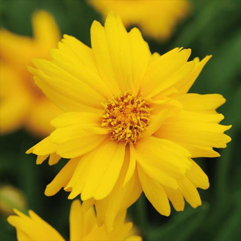 Foto fiore da  Vaso e aiola Coreopsis grandiflora Sun Up