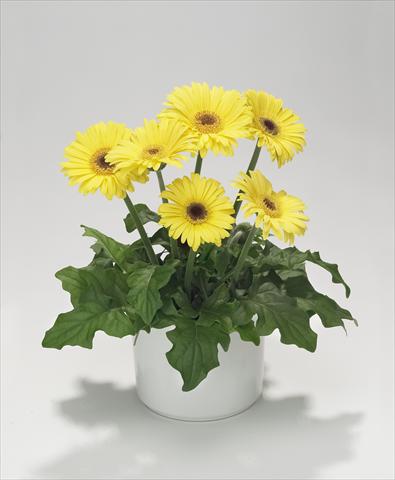 Foto fiore da  Basket o vaso Gerbera jamesonii Royal Mini Yellow