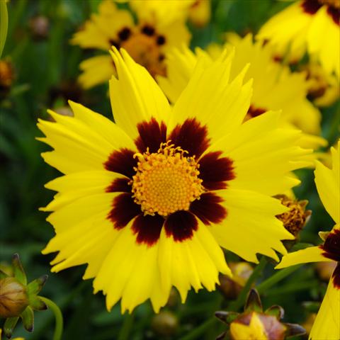 Foto fiore da  Vaso e aiola Coreopsis grandiflora SunKiss