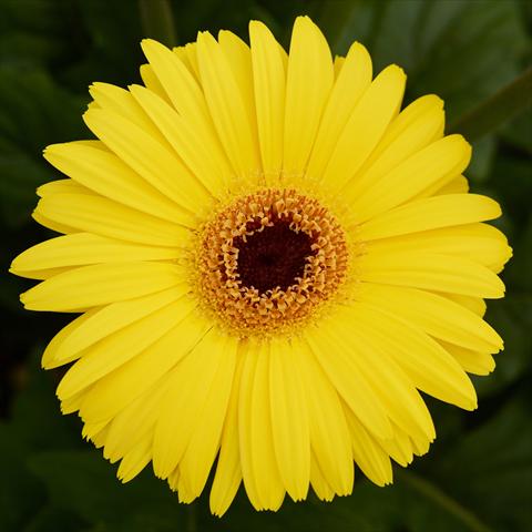 Foto fiore da  Vaso e aiola Gerbera jamesonii Mega Revolution F1 Yellow with Dark Eye Improved