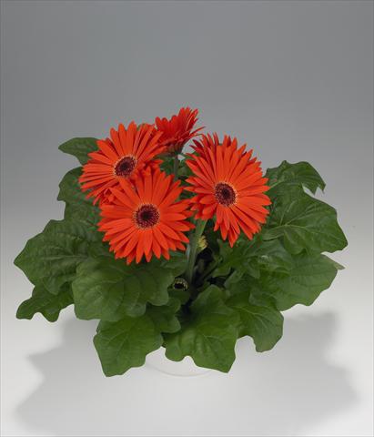 Foto fiore da  Basket o vaso Gerbera jamesonii Royal Orange Scarlet