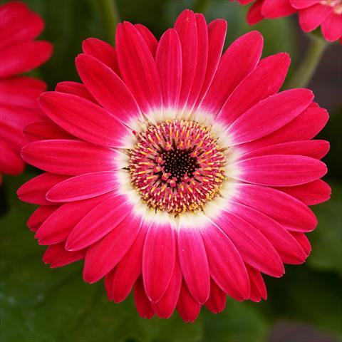 Foto fiore da  Vaso e aiola Gerbera jamesonii Revolution F1 Bicolor Rose White