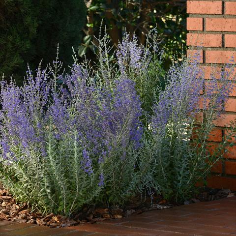 photo of flower to be used as: Patio, bedding Perovskia Top Perovskia Blue Steel