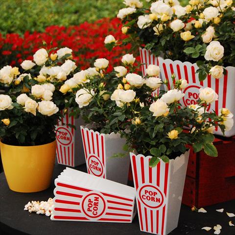 photo of flower to be used as: Pot and bedding Rosa paesaggistica Rosaio paesaggistico Popcorn Drift®