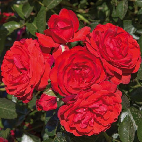 Foto fiore da  Vaso e aiola Rosa paesaggistica Rosaio paesaggistico Scarlet Bonica®