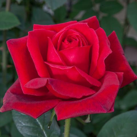 photo of flower to be used as: Pot and bedding Rosa Tea Jubilé Papa Meilland®