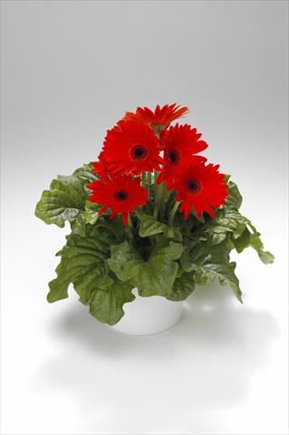 Foto fiore da  Basket o vaso Gerbera jamesonii Royal Orange Scarlet with Eye