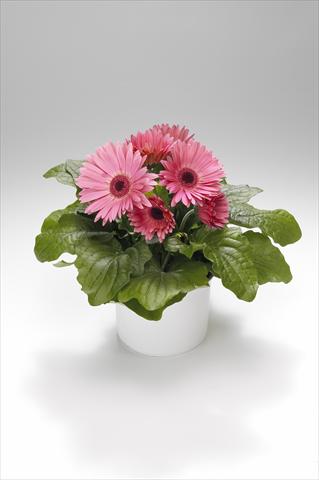 Foto fiore da  Basket o vaso Gerbera jamesonii Royal Pastel Pink