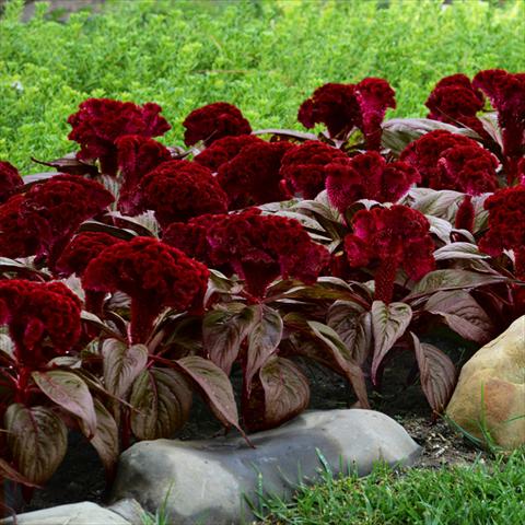 Foto fiore da  Vaso e aiola Celosia argentea cristata Dracula