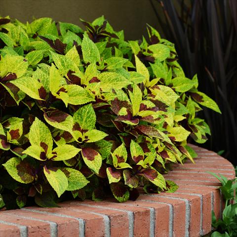 Foto fiore da  Vaso e aiola Coleus 2015 Coleus Pineapple Surprise Premium Sun