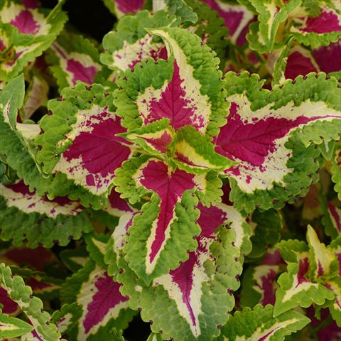 Foto fiore da  Vaso e aiola Coleus Wizard® Pack