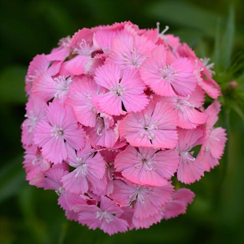 Foto fiore da  Vaso e aiola Dianthus barbatus Sweet F1 Deep Pink