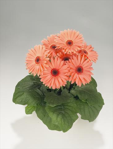 Foto fiore da  Basket o vaso Gerbera jamesonii Royal Peach