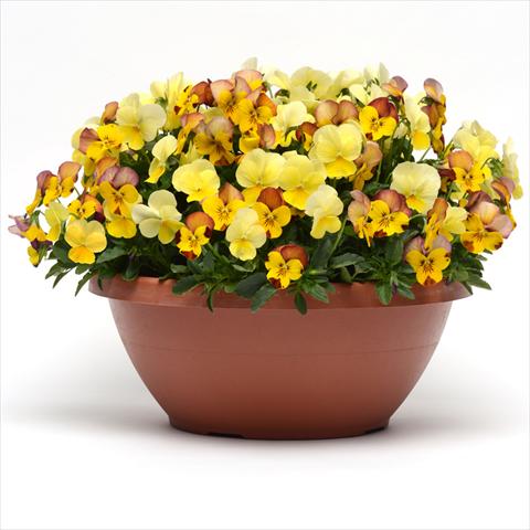 Foto fiore da  Basket vaso o aiuola Viola hybrida Fuseables® Sunset Boulevard