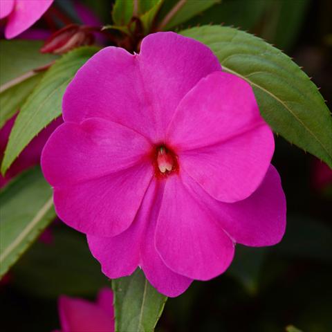 Foto fiore da  Vaso e aiola Impatiens N. Guinea Divine F1 Orchid