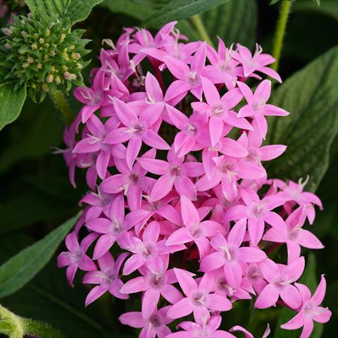 Foto fiore da  Vaso e aiola Pentas lanceolata Butterfly F1