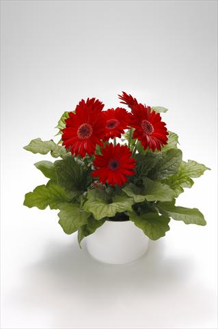 Foto fiore da  Basket o vaso Gerbera jamesonii Royal Red