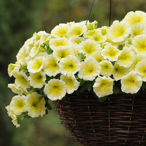 Foto fiore da  Vaso e aiola Petunia hybrida Easy Wave® F1 Yellow