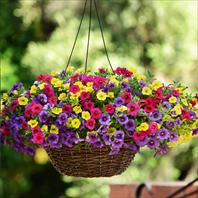 Fuseables® Calibrachoa Paradise Island