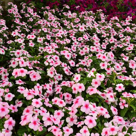 Foto fiore da  Vaso e aiola Catharanthus roseus - Vinca Titan® F1 Blush Improved