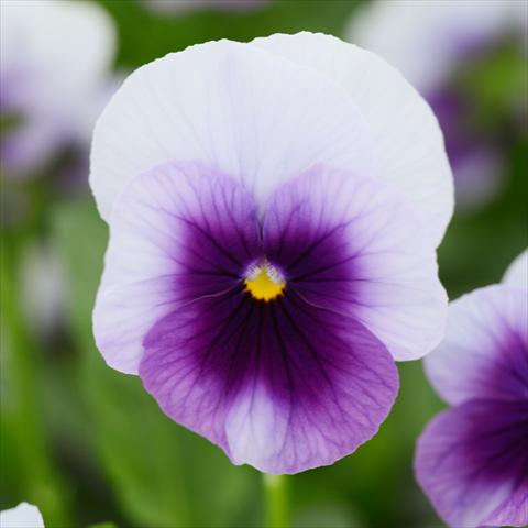 Foto fiore da  Vaso e aiola Viola cornuta Sorbet® XP F1 Beaconsfield Improved