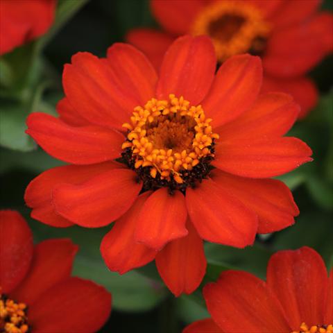 Foto fiore da  Vaso e aiola Zinnia marylandica Zahara® XL Fire Improved