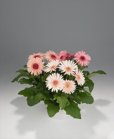 Foto fiore da  Basket o vaso Gerbera jamesonii Royal Semi-double Pink