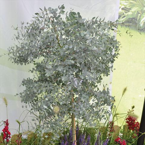 photo of flower to be used as: Pot, bedding, patio Aspargus sprengerii Aspargus sprengerii